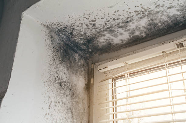 Affordable Attic Mold Remediation solutions in Olivia, NC